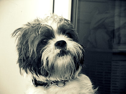 anjing, Shih Tzu, Wallpaper HD HD wallpaper