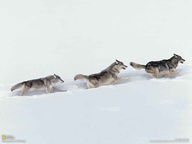 animals, Canines, pack, predator, snow, wildlife, winter, wolf, wolves, HD wallpaper
