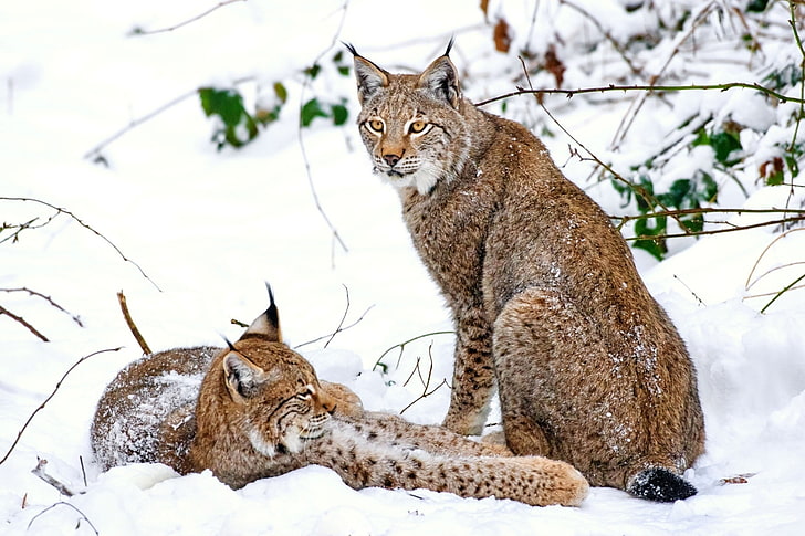 Zwei braune katzenartige Tiere, Luchs, Dampf, Schnee, Raubtiere, HD-Hintergrundbild