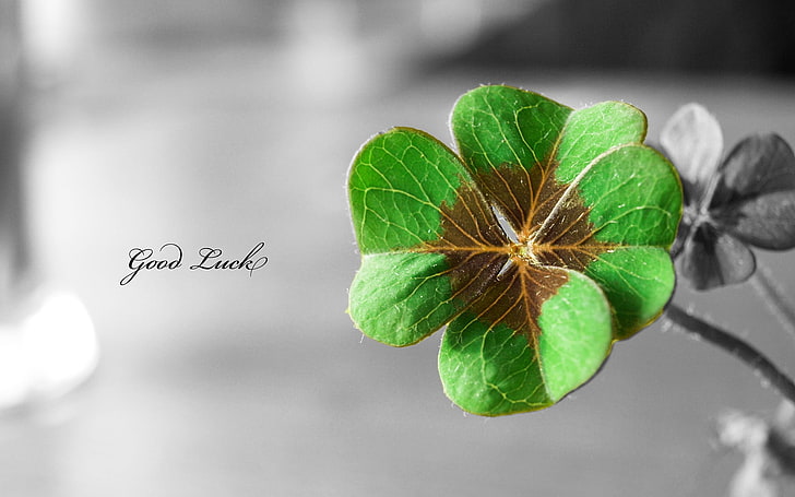 green 4-leaf clover with Good luck text overlay, clovers, selective coloring, leaves, plants, typography, HD wallpaper