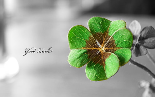 green 4-leaf clover with Good luck text overlay, clovers, selective coloring, leaves, plants, typography, HD wallpaper HD wallpaper