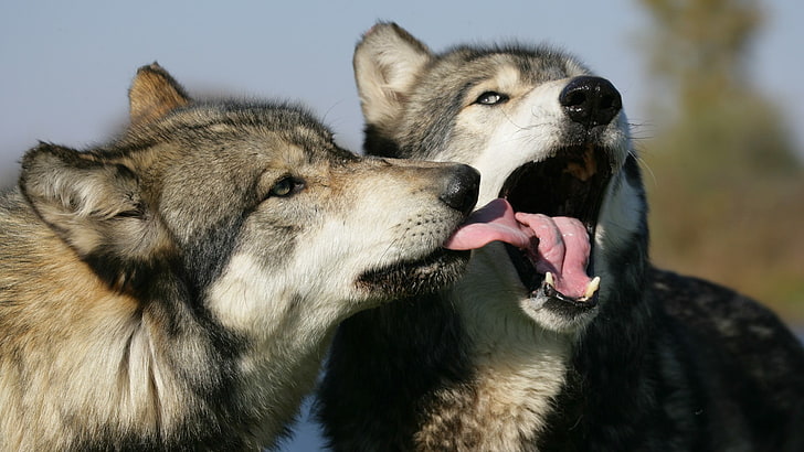две коричневые волчьи собаки, волк, животные, HD обои