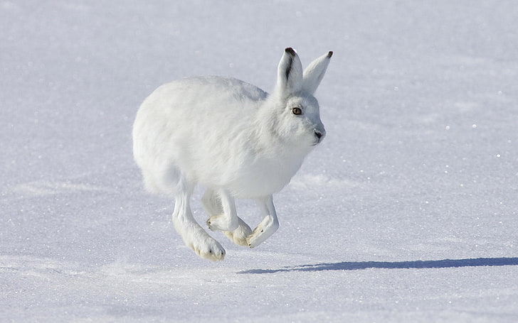 animal, hare, rabbit, snow, HD wallpaper