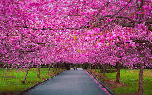 4k, 5k, Bäume, Frühling, Sakura, HD-Hintergrundbild HD wallpaper