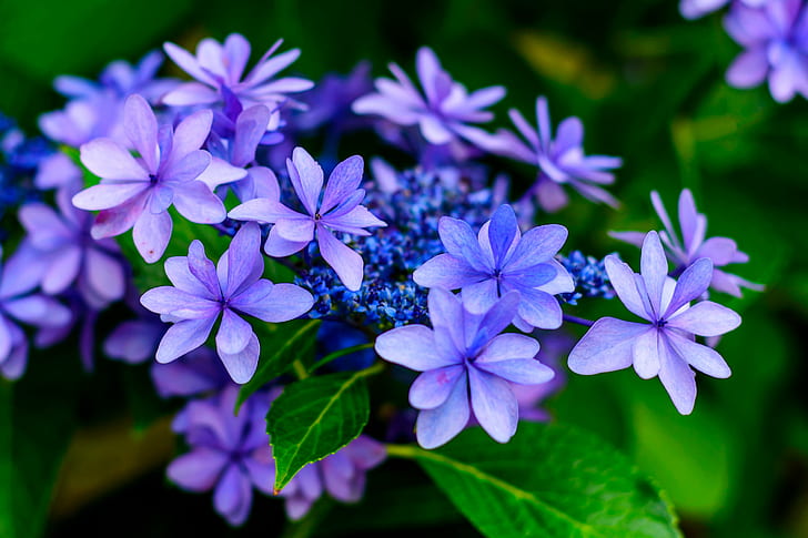紫の花びらの花のクローズアップ写真、日本、アジサイ、墨田、クローズアップ写真、紫、日本、神奈川、横浜、青葉、屋外、自然、植物、木、花、植物、マクロ、ボケ、ニコンD750、NIKKOR、f / 1.8、f / 1、8G、Nikon AF、f / 1、CLUB、葉、夏、花びら、クローズアップ、鮮度、 HDデスクトップの壁紙