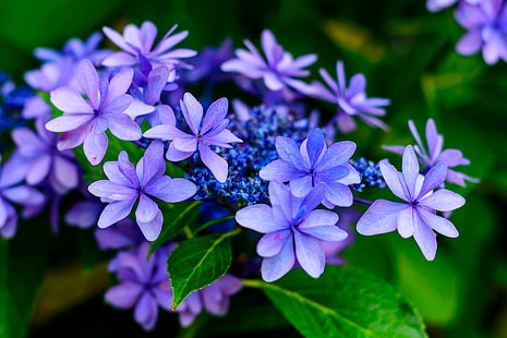 紫の花びらの花のクローズアップ写真、日本、アジサイ、墨田、クローズアップ写真、紫、日本、神奈川、横浜、青葉、屋外、自然、植物、木、花、植物、マクロ、ボケ、ニコンD750、NIKKOR、f / 1.8、f / 1、8G、Nikon AF、f / 1、CLUB、葉、夏、花びら、クローズアップ、鮮度、 HDデスクトップの壁紙 HD wallpaper