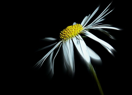 黒の背景、自然、黒の背景、花、クローズアップ、デイジー、黒、単一の花、植物、ガーベラデイジーに分離された白いデイジーの花の写真、 HDデスクトップの壁紙 HD wallpaper