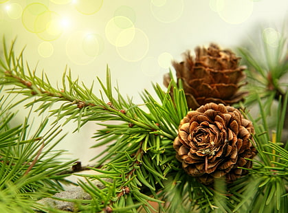 Pine Cones, brown pinecones, Aero, Macro, Pine, Cones, HD wallpaper HD wallpaper