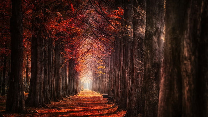 folhas, outono, caminho, árvores, natureza, névoa, vermelho, paisagem, luz do dia, HD papel de parede