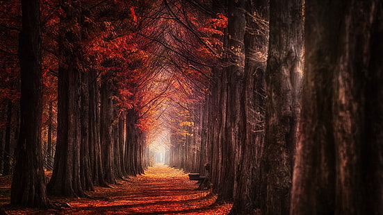 дървета илюстрация, есен дървета снимка, природа, пейзаж, есен, мъгла, дървета, листа, дневна светлина, пътека, червено, HD тапет HD wallpaper