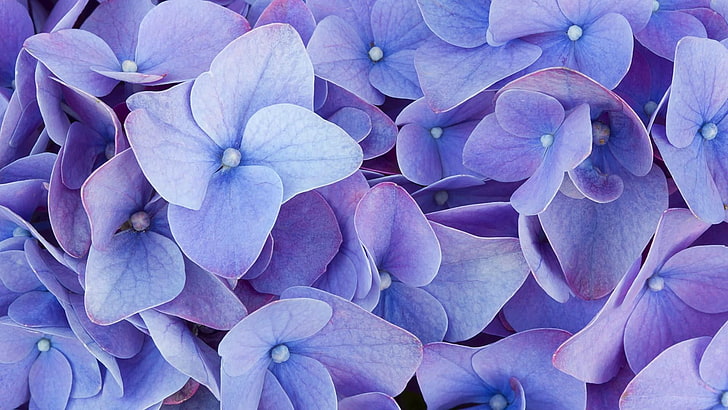 цветок, цвести, гортензия, голубой цветок, цветение, лиловый цветок, цветущее растение, лепесток, растение, гортензия, HD обои