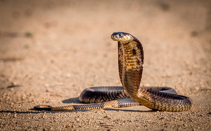 Кралска кобра, змия, кобра, позиция, преди атаката, HD тапет