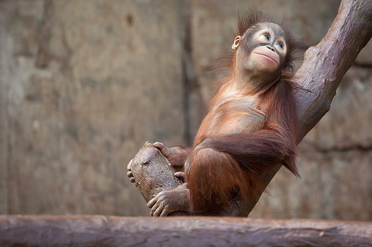 orangutan, monkey, tree, brown chimpanzee, orangutan, monkey, tree, HD wallpaper