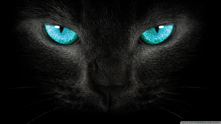 голубые глаза черная кошка, HD обои
