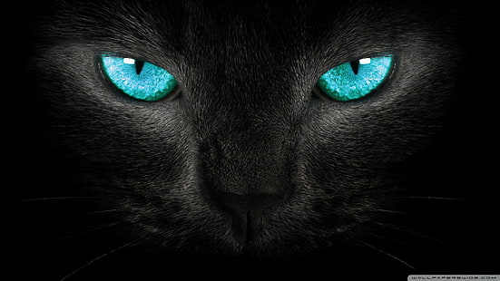 blaue Augen schwarze Katze, HD-Hintergrundbild HD wallpaper