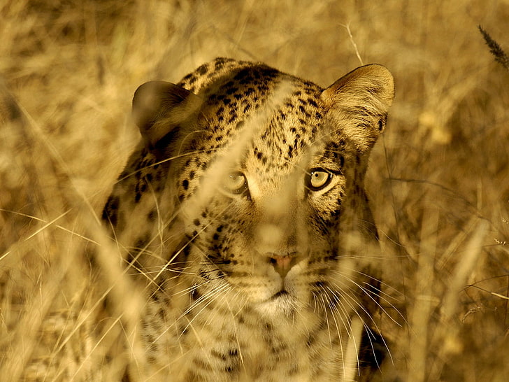 Leopardentier, Katze, Gras, Augen, Gesicht, Stämme, Raubtier, Leopard, Savanne, Jagd, wild, versteckend, HD-Hintergrundbild
