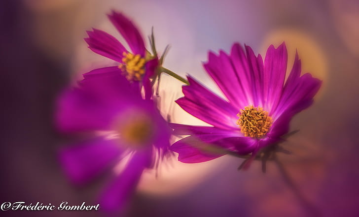 close up photo of a purple flower, life, close up, photo, purple flower, cosmos, color, red  light, sun, sunlight, summer, spring, flowers, colorful, plant, nikon  d800, macro, nature, flower, close-up, petal, beauty In Nature, pink Color, flower Head, single Flower, purple, HD wallpaper