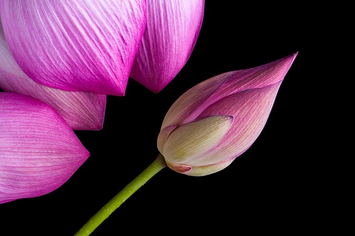 macro, petals, Bud, Lotus, flower, pink, HD wallpaper