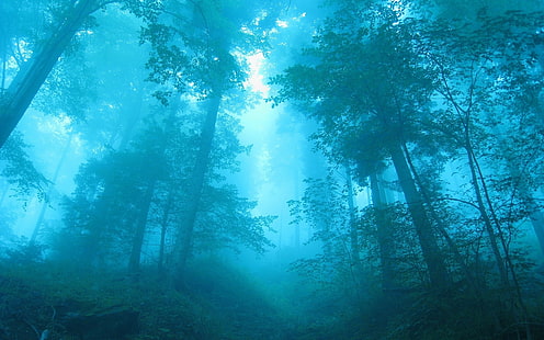 Forêt bleue, brouillard, arbres, aube, bleu, forêt, brouillard, arbres, aube, Fond d'écran HD HD wallpaper
