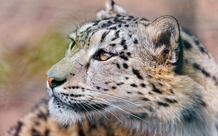 giaguaro adulto, neve, leopardo, viso, occhi, Sfondo HD