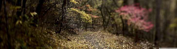 árboles de hojas verdes, naturaleza, Fondo de pantalla HD
