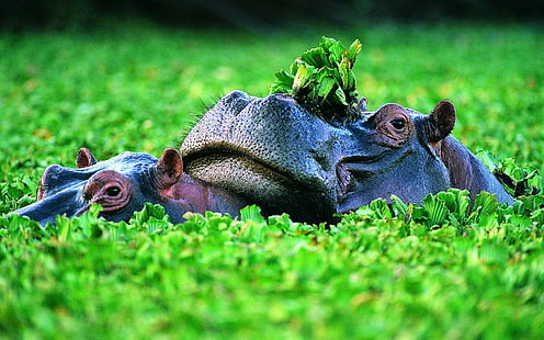 Dos hipopótamos, hipopótamos, hierba, plantas, animales, Fondo de pantalla HD HD wallpaper