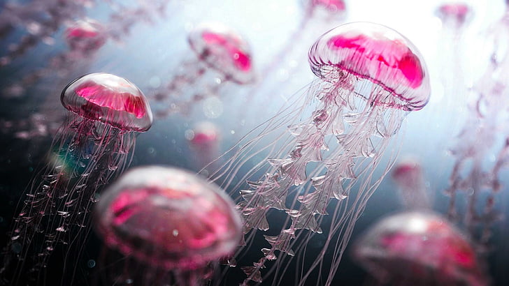 https://p4.wallpaperbetter.com/wallpaper/817/236/878/jellyfish-pink-aquatic-organisms-organisms-wallpaper-preview.jpg