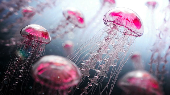 медузы, розовые, водные организмы, организмы, водные, животные, HD обои HD wallpaper