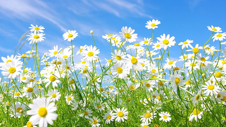 flower, spring, plant, pollen, floral, summer, blossom, garden, flowers, petal, herb, bloom, flora, dandelion, botany, grass, natural, season, leaf, decoration, daisy, growth, field, bouquet, meadow, yellow, april, bright, color, design, pattern, fresh, close, freshness, sunflower, leaves, chamomile, botanical, lawn, colorful, HD wallpaper