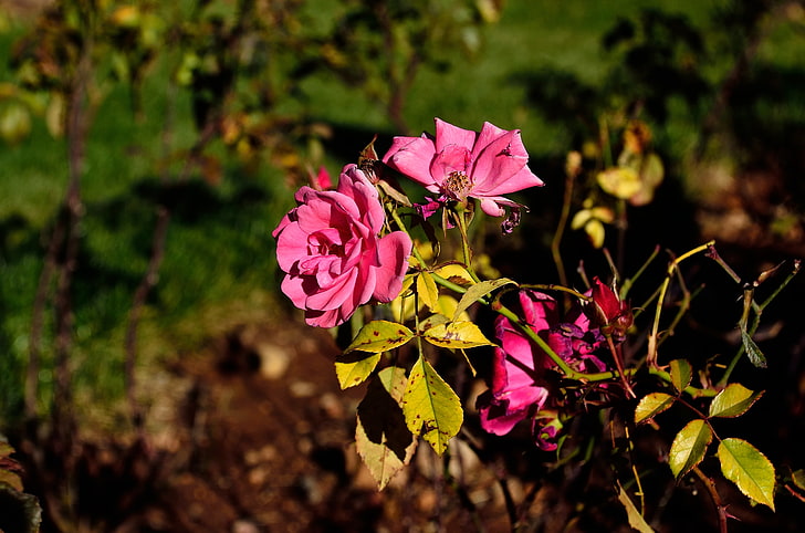 ดอกไม้กลีบดอกสีชมพูและสีขาวดอกไม้, วอลล์เปเปอร์ HD