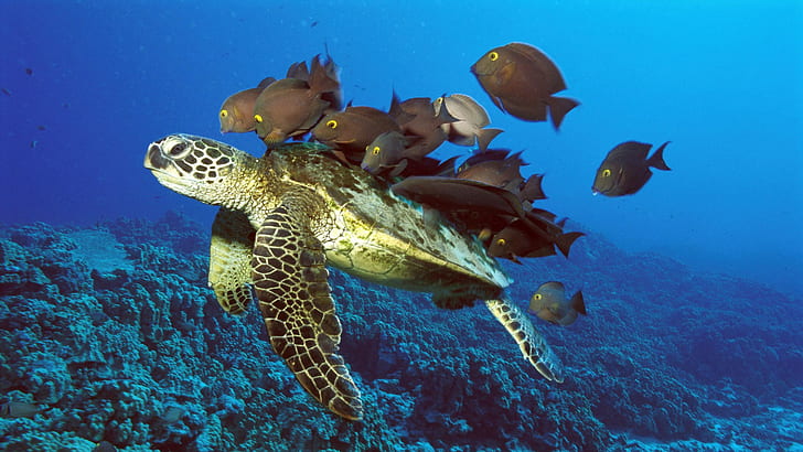 peces, verde, Hawai, arrecife, mar, tortugas, Fondo de pantalla HD