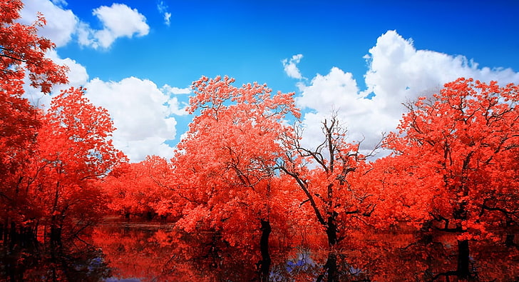 Wasserscheide, Aero, Kreativ, Magie, Natur, Schön, Bäume, Traum, Wasser, Erstaunlich, Sumpf, Wolken, blauer Himmel, rote Bäume, Reflektiert, Traumhaft, HD-Hintergrundbild