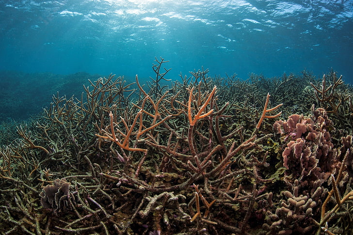 พื้นหลังไวด์สกรีนปะการัง, วอลล์เปเปอร์ HD