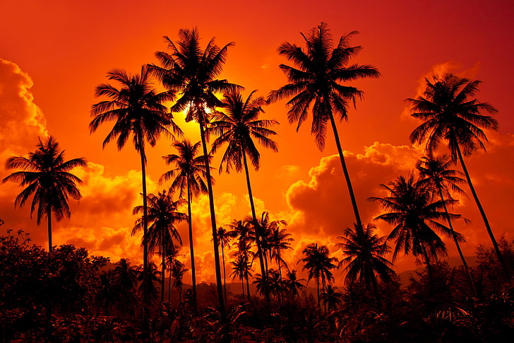 alberi di cocco, cielo, acqua, nuvole, paesaggio, natura, cielo, bellissima, spiaggia di sabbia, tramonto.Thailandia, spiaggia sabbiosa, palme da cocco, palme da cocco, Sfondo HD