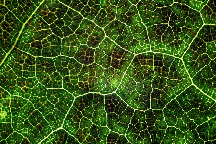 leaf, texture, macro, surface, plant, veins, lines, green, photosynthesis, HD wallpaper