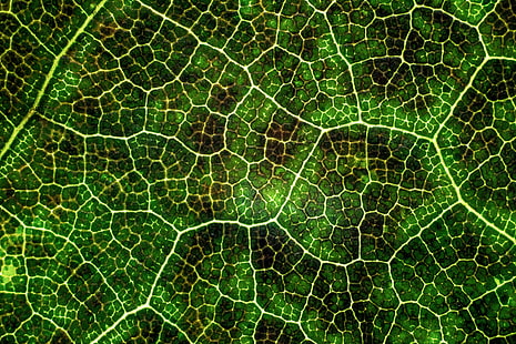 leaf, texture, macro, surface, plant, veins, lines, green, photosynthesis, HD wallpaper HD wallpaper