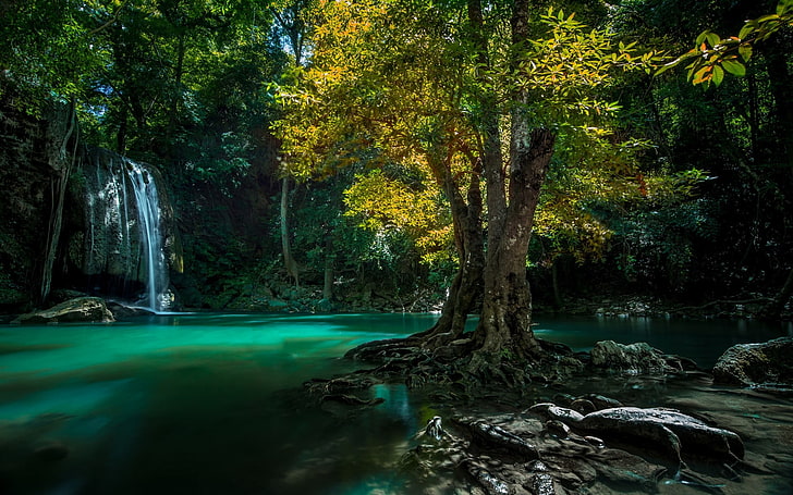 green leafed tree, nature, landscape, waterfall, Thailand, trees, roots, green, yellow, tropical, HD wallpaper