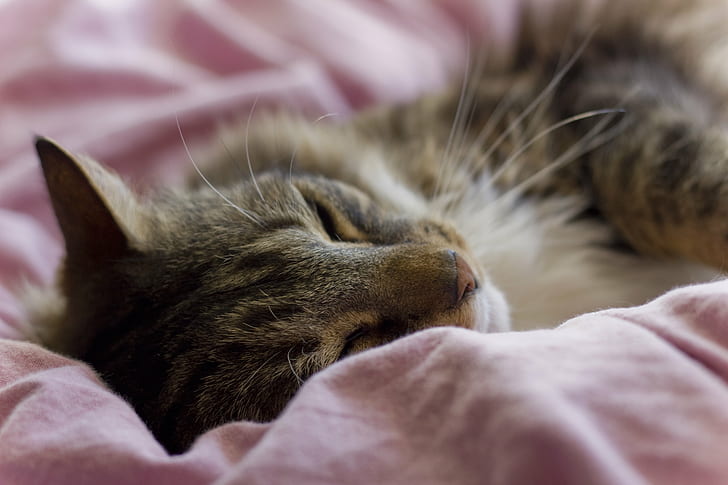 foto bertelur kucing cokelat, Cuddles, foto, kucing coklat, kucing kucing, selimut, lembut, pelukbulu, tempat tidur, Binatang muda, Wallpaper HD