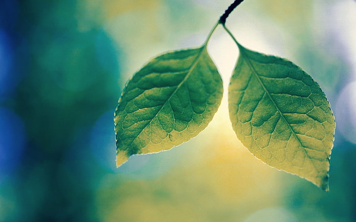 zwei grüne Blätter, Blätter, Pflanzen, Natur, Nahaufnahme, HD-Hintergrundbild
