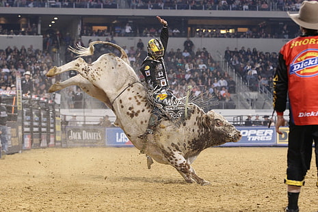 bull, bullrider, cow, cowboy, extreme, riding, rodeo, western, HD wallpaper HD wallpaper