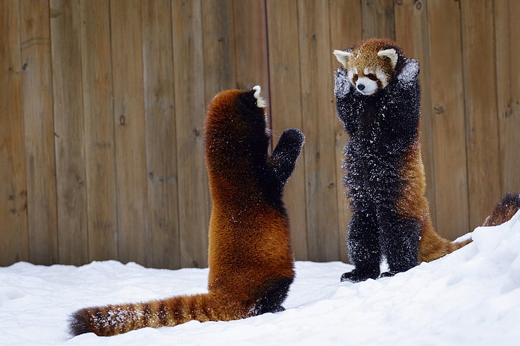 two red pandas, snow, the fence, red Panda, hands up, two animals, HD wallpaper