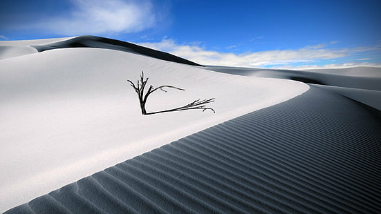 arbol, arenas, deserto, dunas, naturaleza, seco, HD papel de parede HD wallpaper