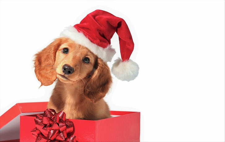 Holiday, Christmas, Baby Animal, Box, Cute, Dog, Gift, Puppy, Santa Hat, HD wallpaper