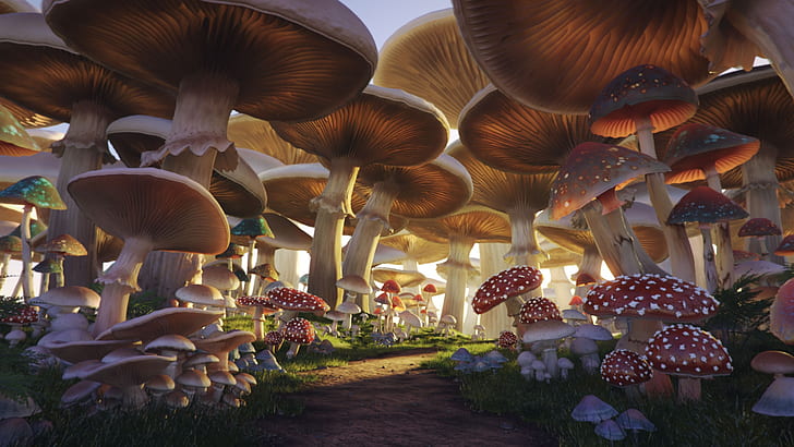 cogumelos, trilha, floresta de cogumelos, HD papel de parede