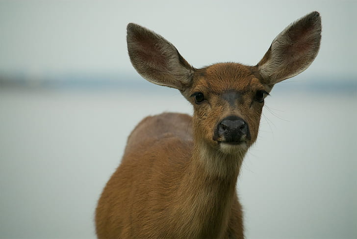 Deer, Muzzle, Ears, HD wallpaper