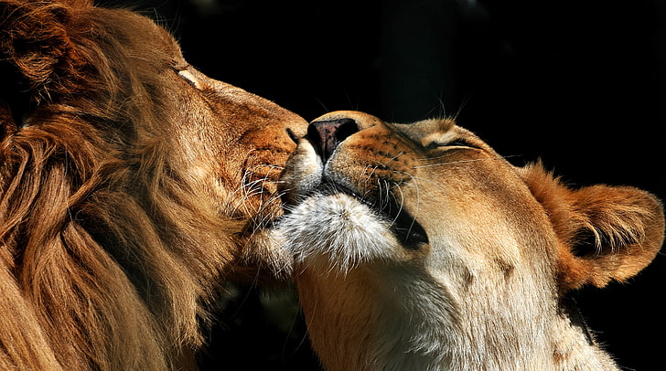 big, cat, couple, lion, love, predator, wildlife, HD wallpaper
