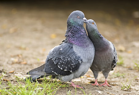 Pigeon Kissing, dos palomas grises, animales, pájaros, beso, paloma, Fondo de pantalla HD HD wallpaper