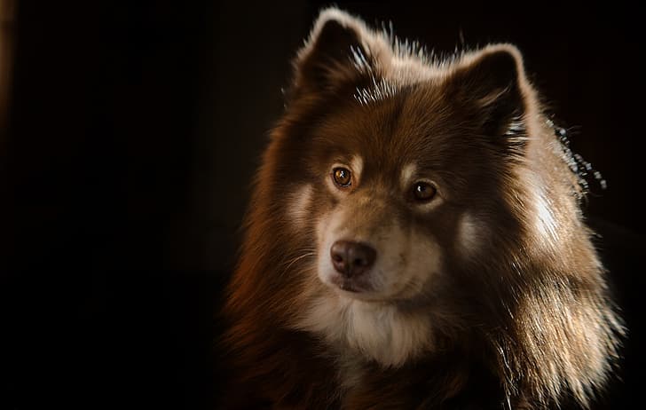 look, face, portrait, dog, the dark background, Finnish lapphund, HD wallpaper