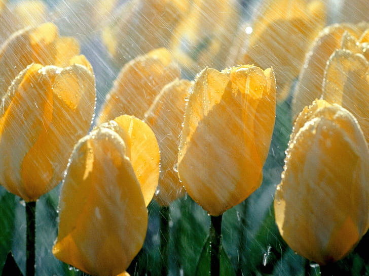 natureza, tulipas, flores, chuva, HD papel de parede
