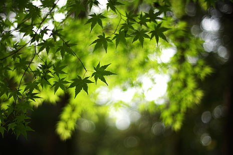 плитък фокус фотография на зелени листа, плитък фокус, фотография, зелени листа, момиджи, кленови листа, F1.4, 6d, зеленина, зе, канон, природа, листа, гора, дърво, зелен цвят, на открито, растение, буйна зеленина, околна среда, слънчева светлина, лято, клон, фонове, дефокусирани, HD тапет HD wallpaper